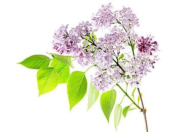 《英雄传说 黎之轨迹2 绯红原罪》游戏情报 9月29日发售